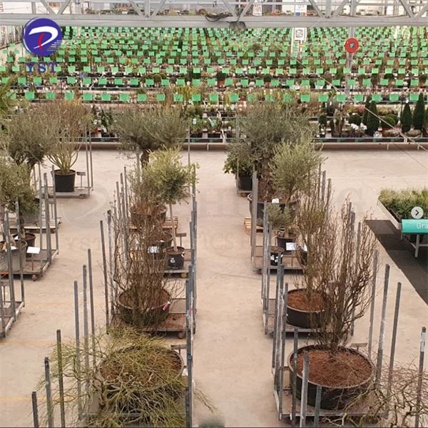Xtillieri Cc Nursery