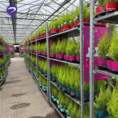 Xtillieri Nursery Bir-Roti